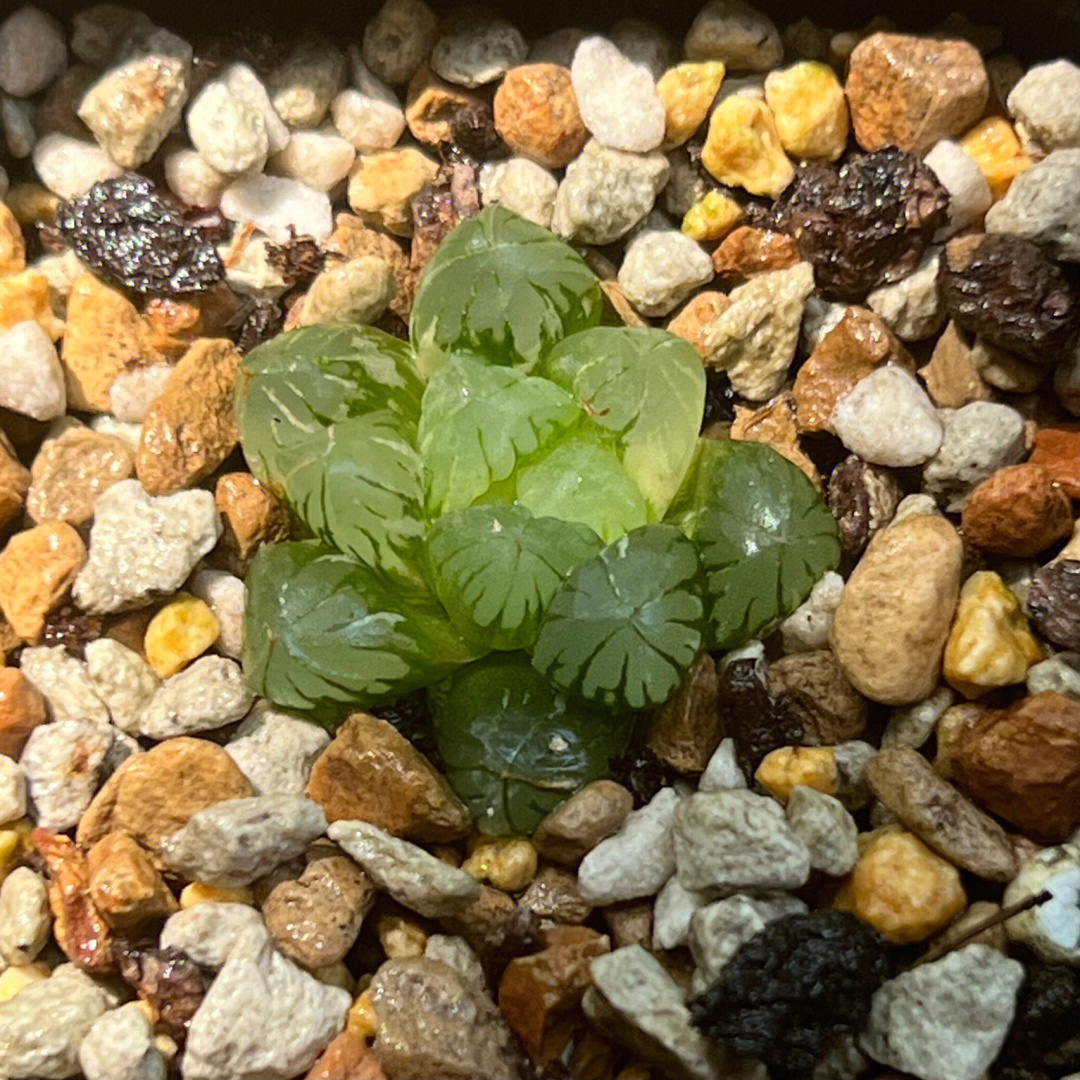 羊毛卷的多肉碎片图片