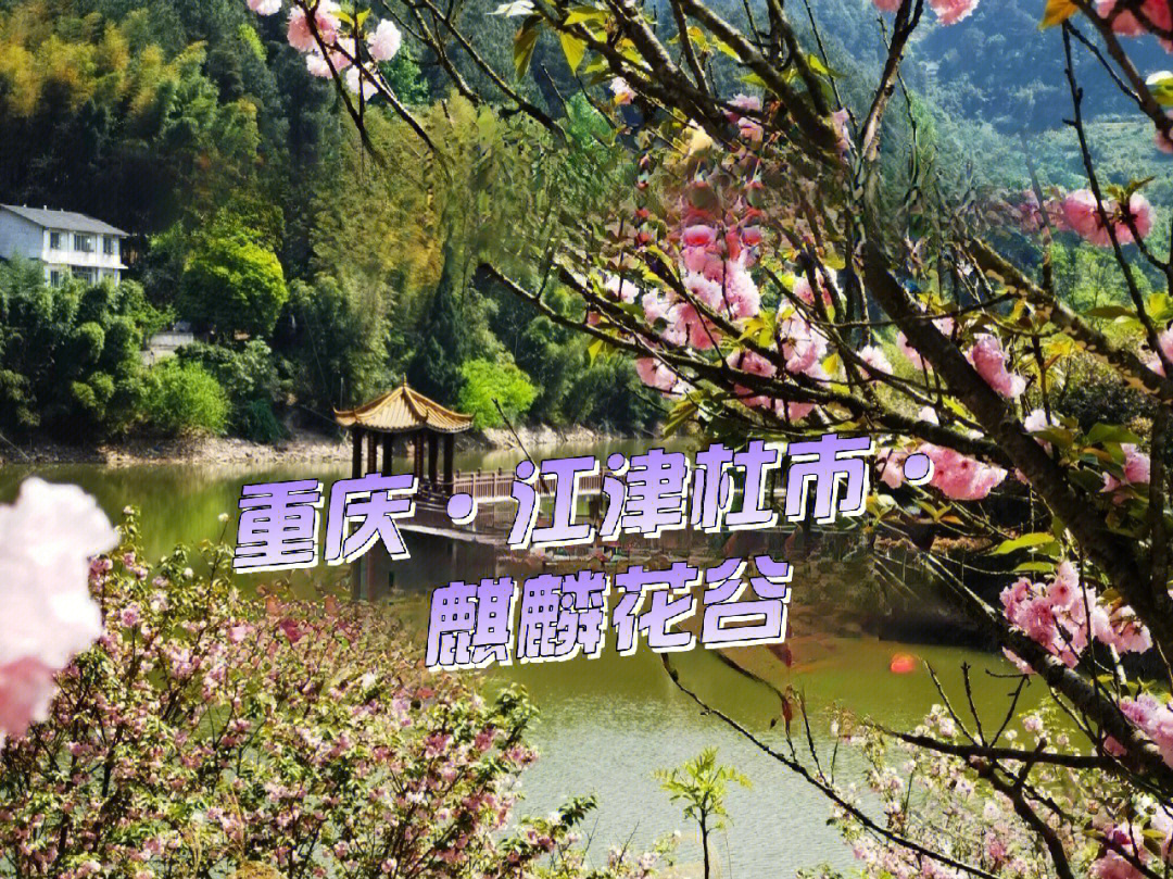 江津杜市桃花山庄图片图片