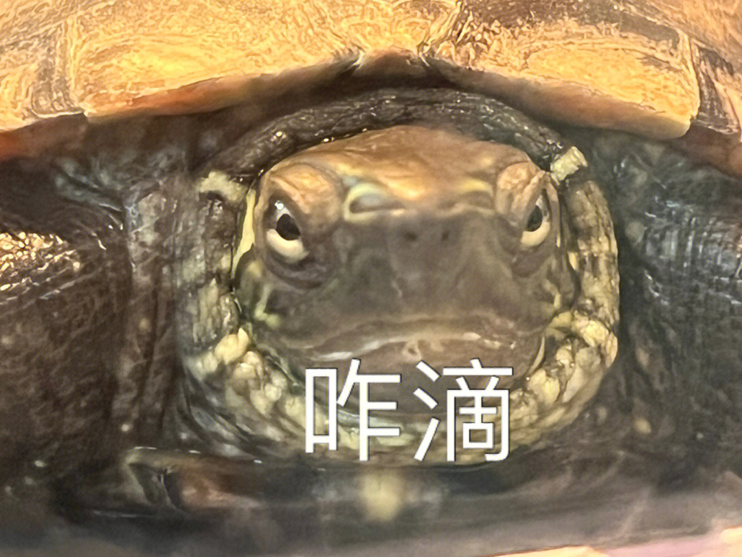 有一只可以当表情包的乌龟眼神挺到位的