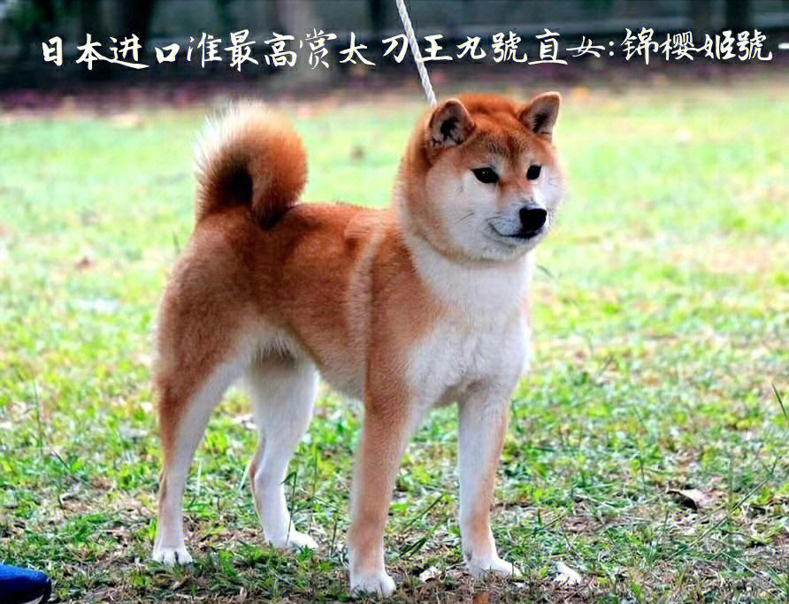 日本名犬图片大全名字图片