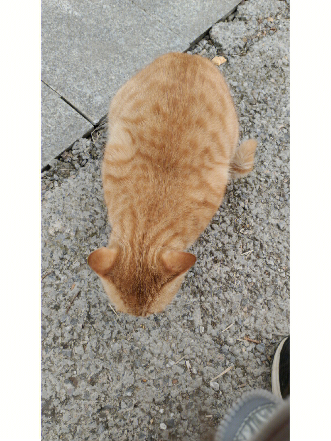 为什么橘猫这么胖,但它真的很可爱