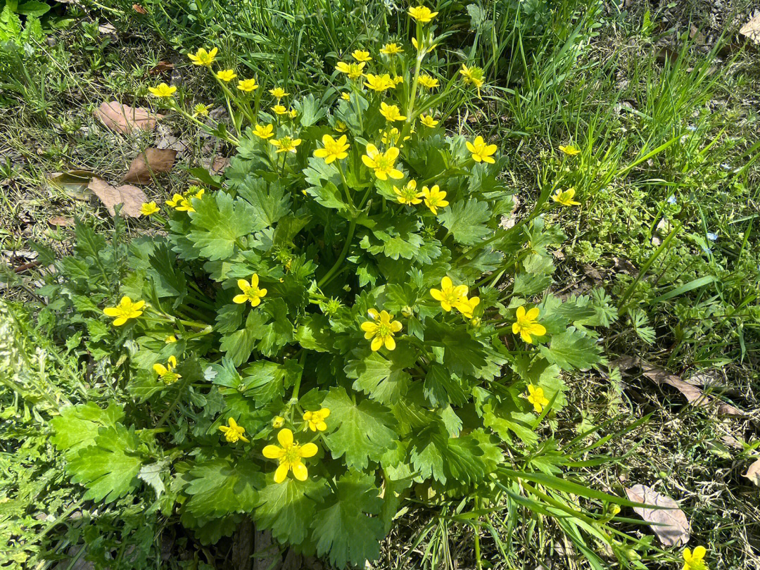 野芹菜花图片