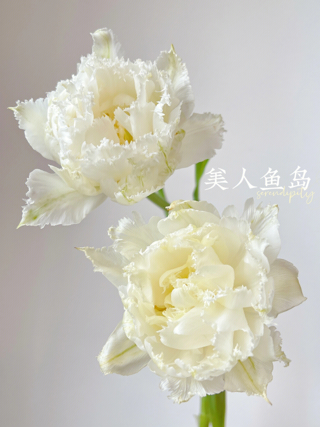 美人鱼岛郁金香花语图片