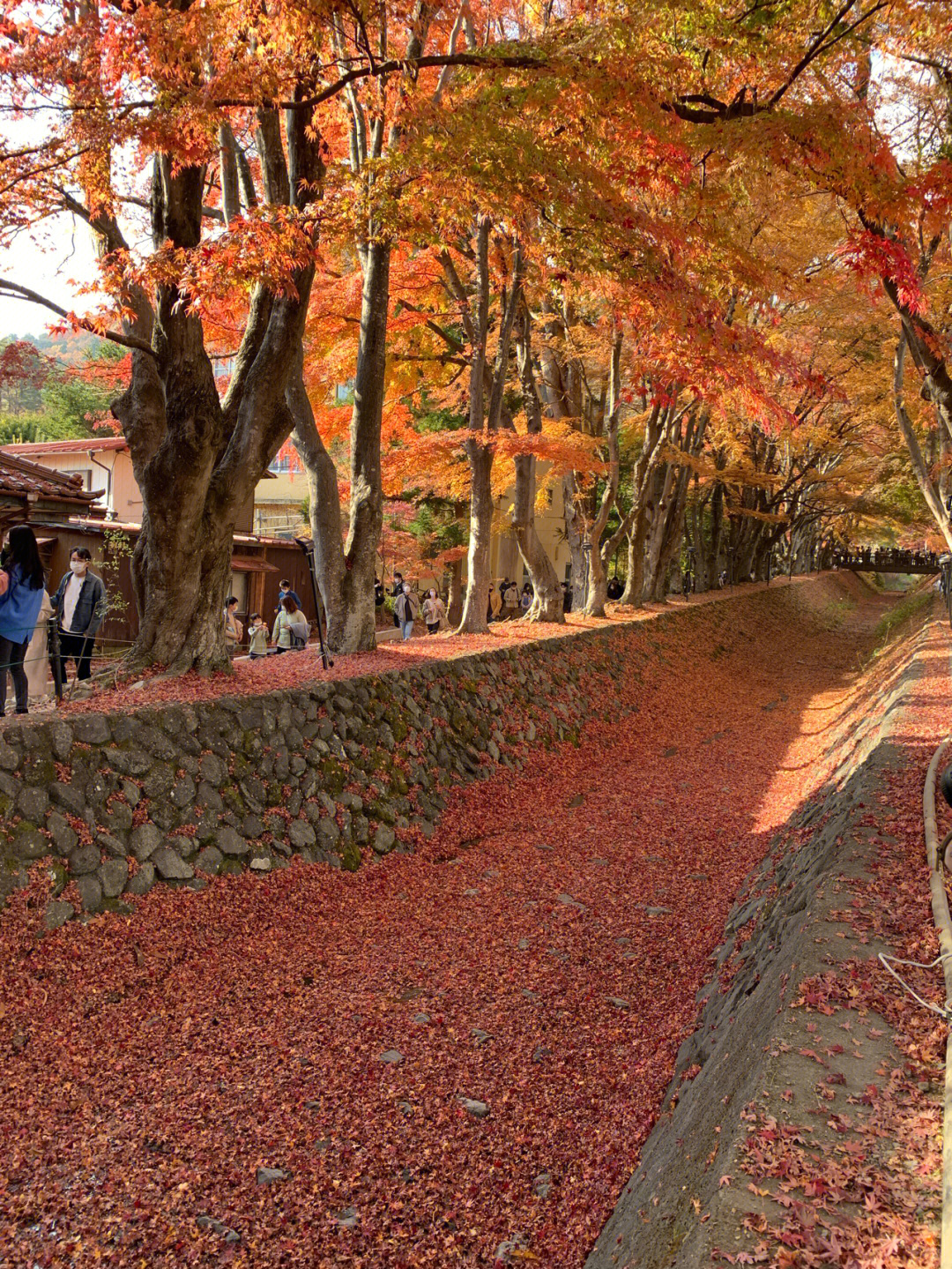 富士山河口湖红叶回廊和浅间神社