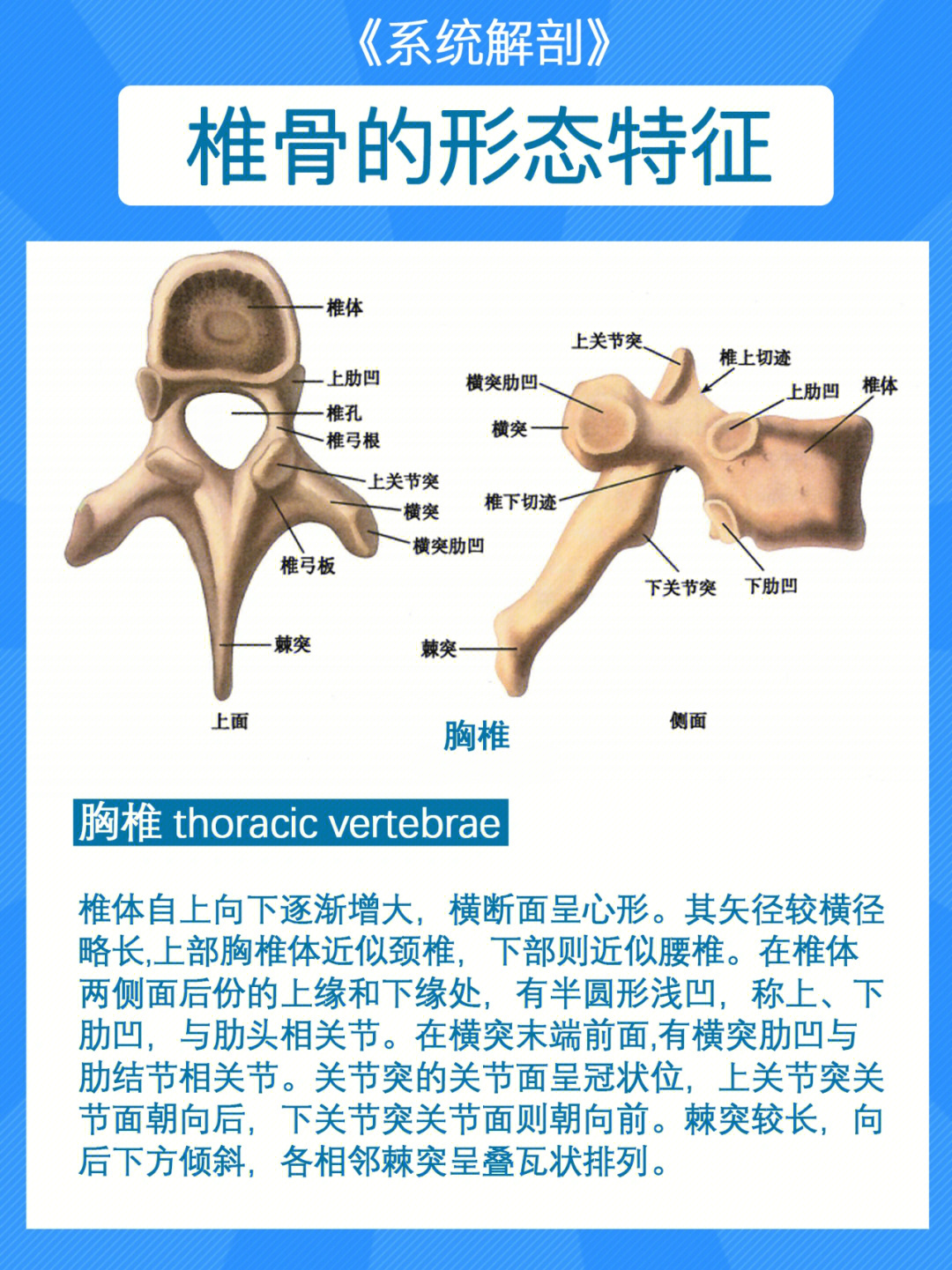 椎骨的连接结构图图片