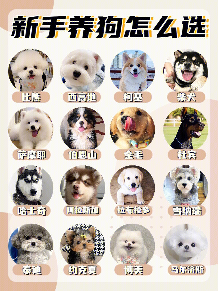 小型宠物狗品种名称图片