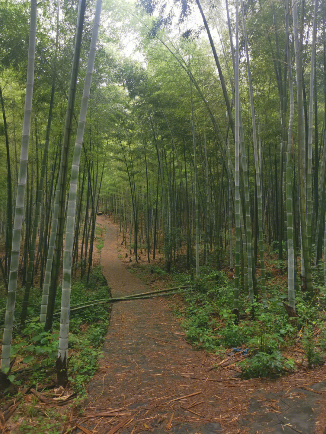 望城乌山森林公园漫步竹海还偶遇竹荪菇
