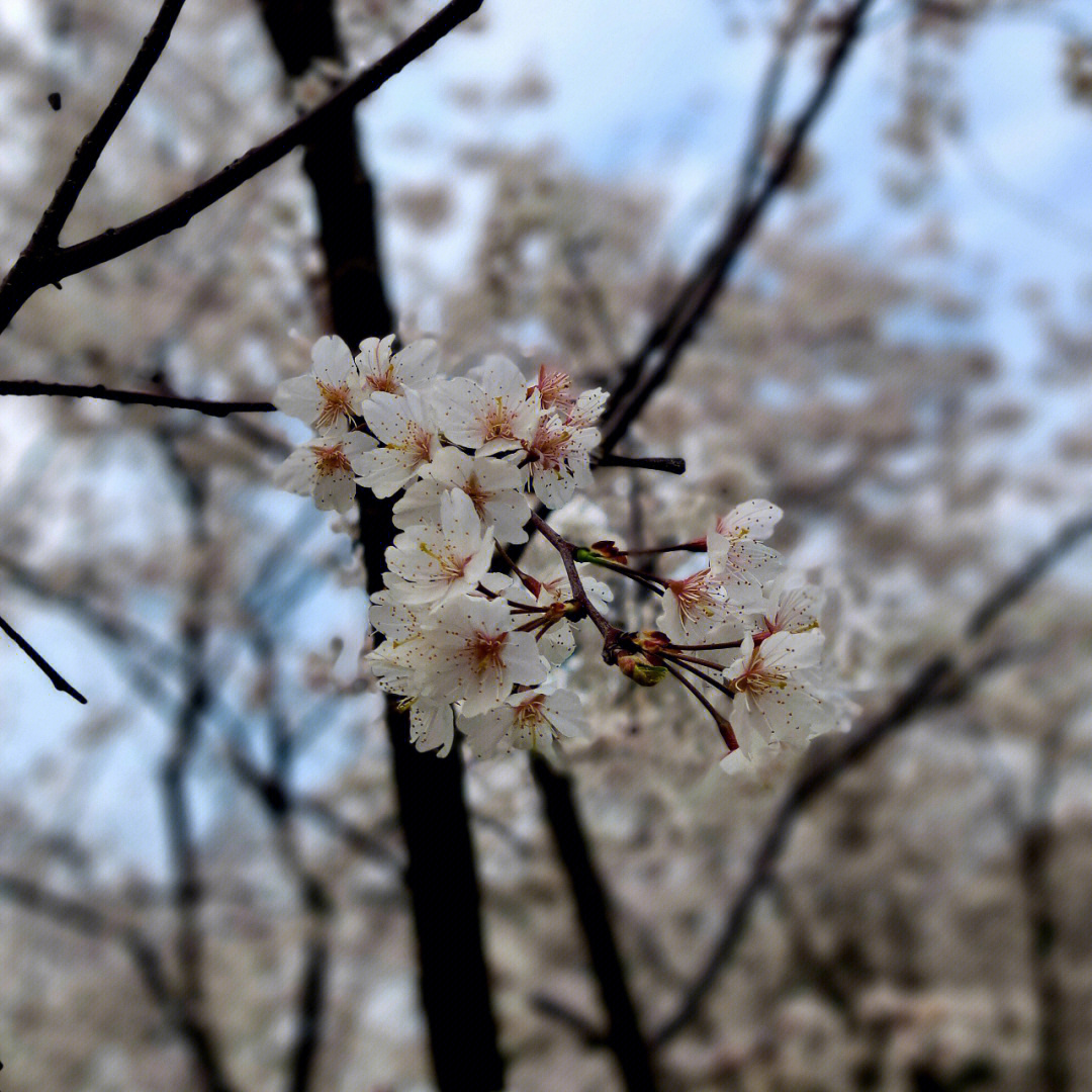 长沙月湖公园樱花图片