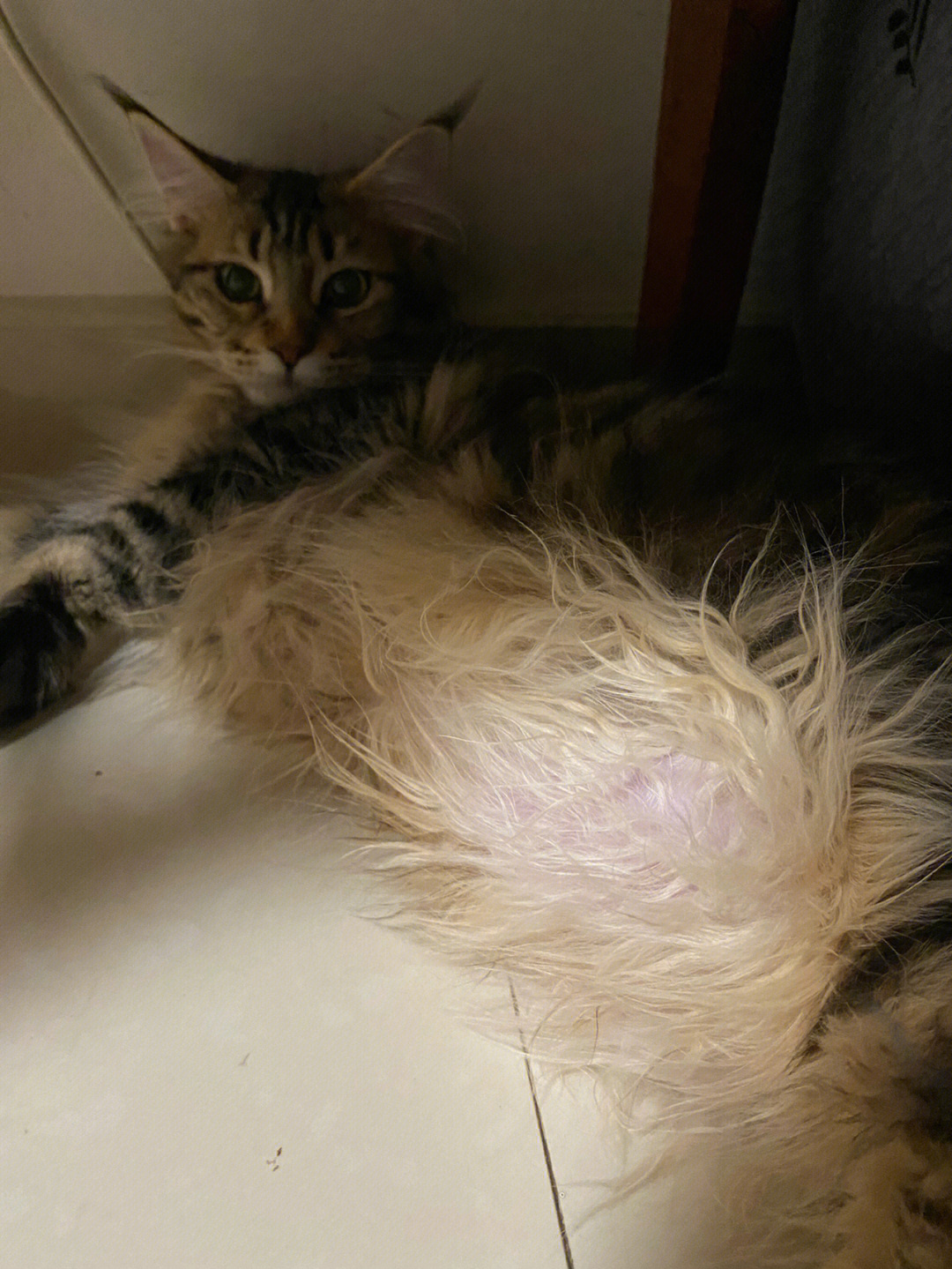 猫咪乳腺增生症状表现图片