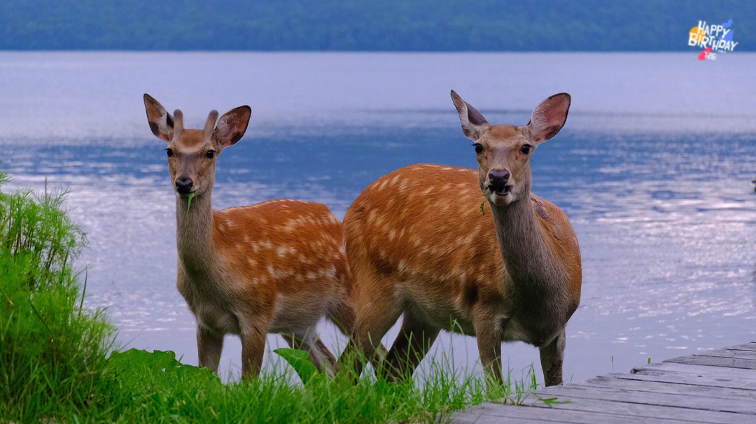 北海道特色文化图片