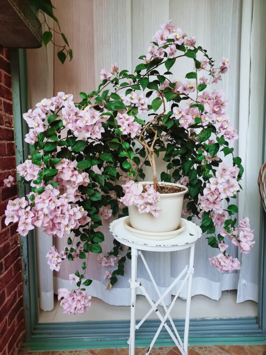 苹果花记录卡图片