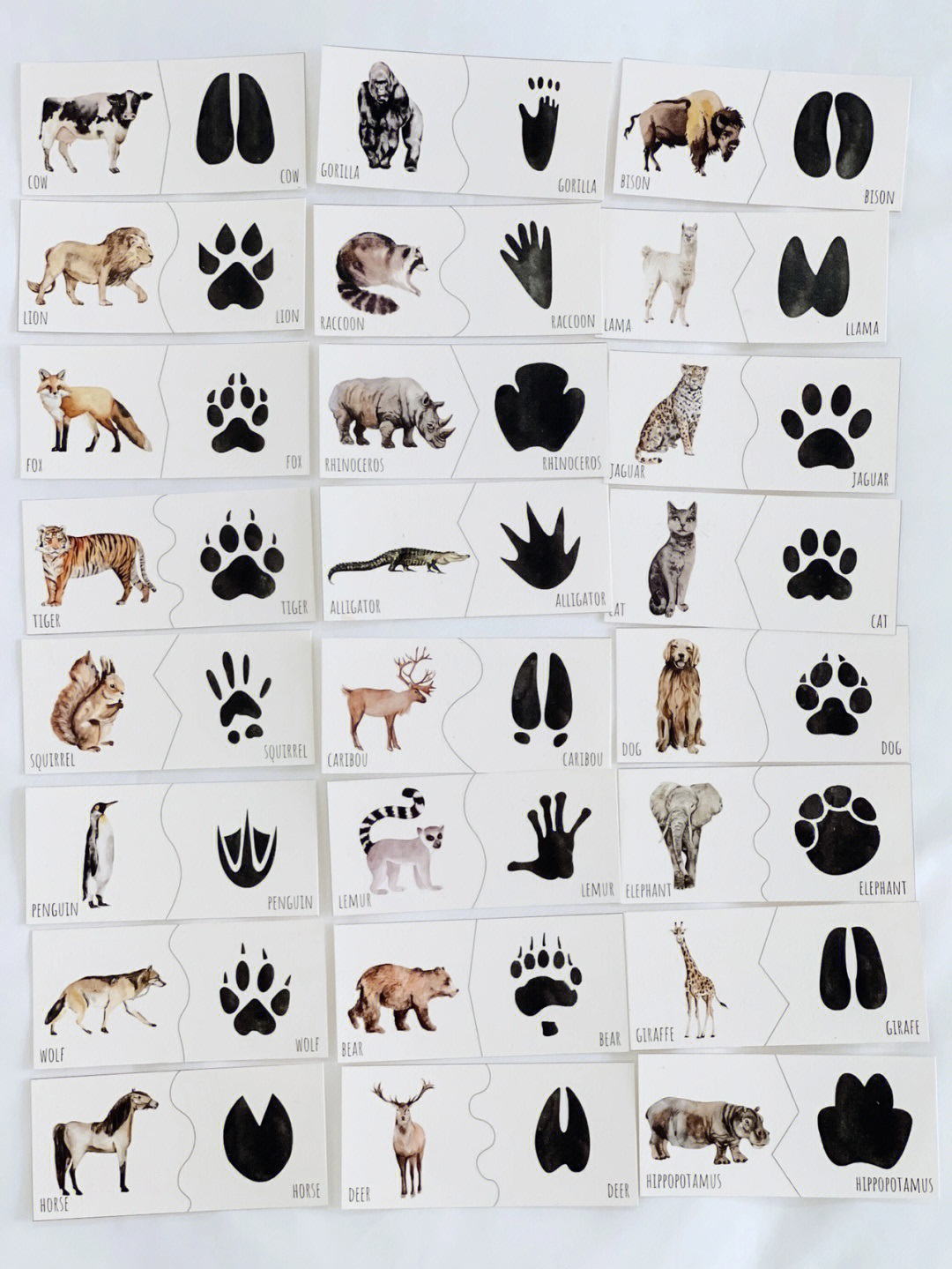 动物的脚印名称和图案图片