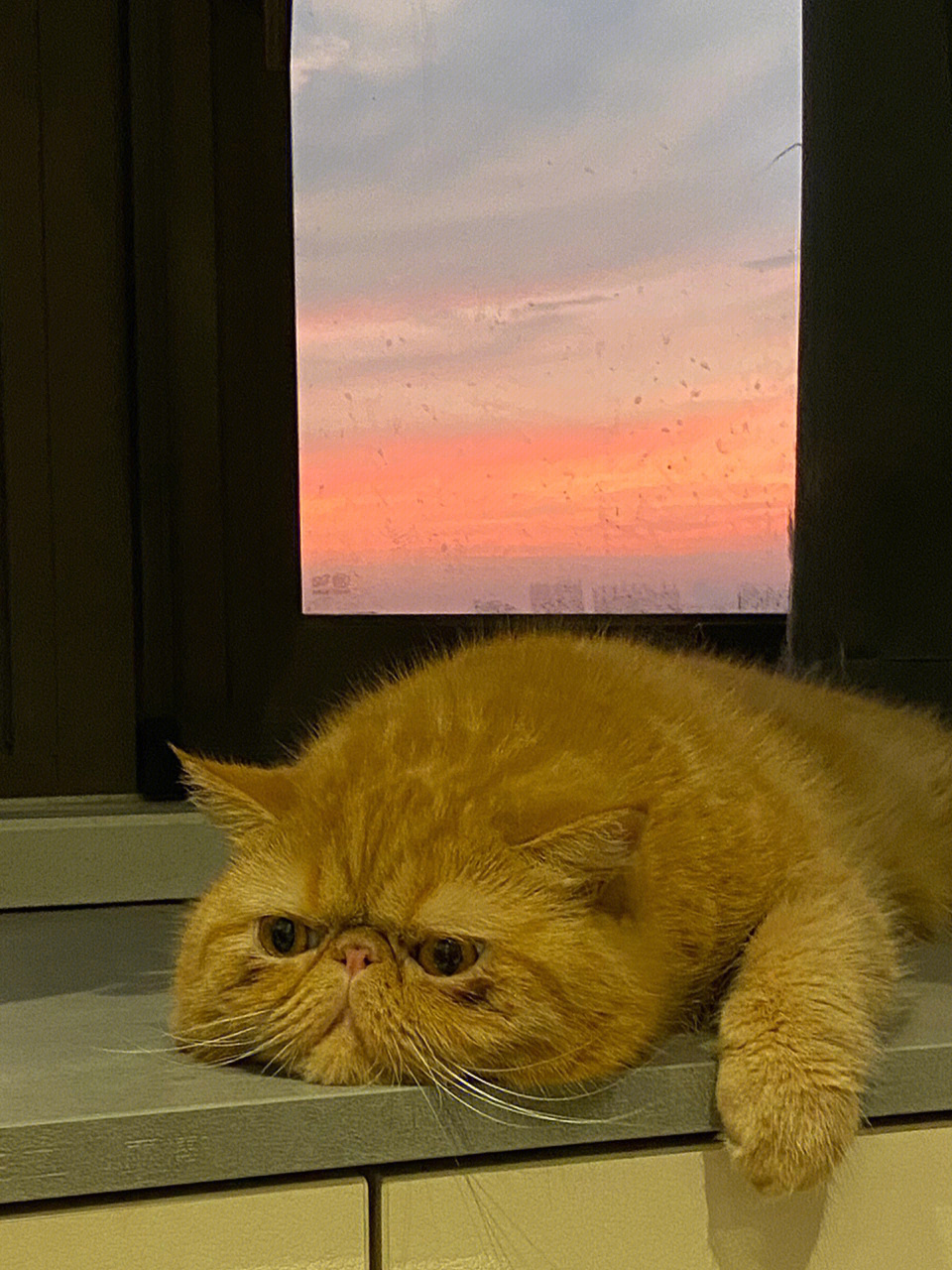 加菲猫日落说的一段话图片