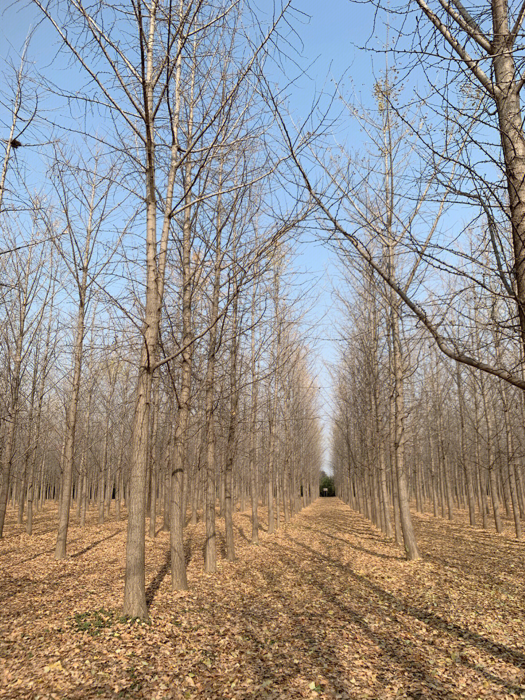 汉阳陵银杏林