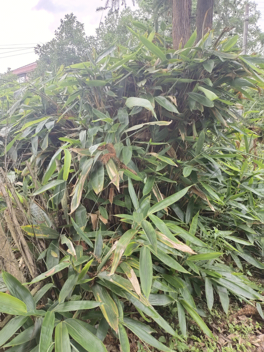 江西粽叶种植基地图片