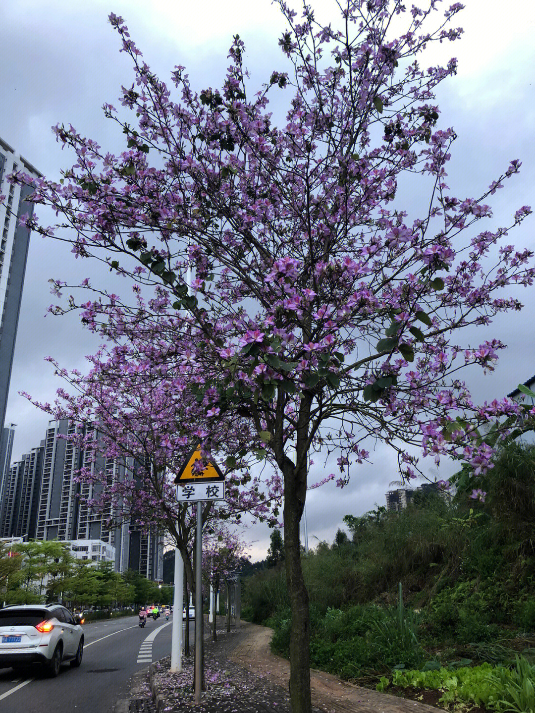 南宁紫荆花图片