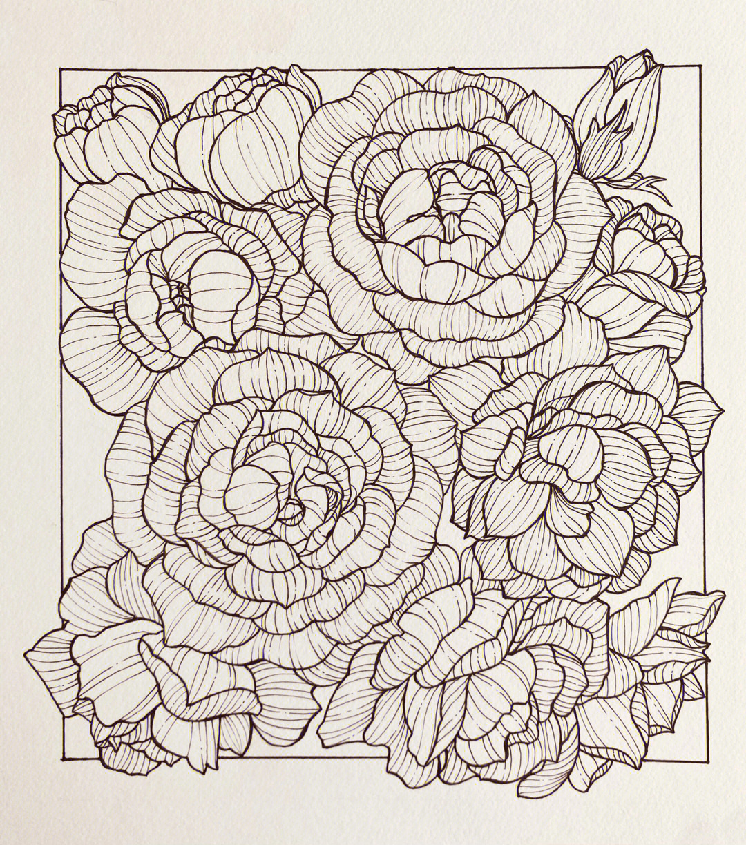 100张花卉线描图 教程图片