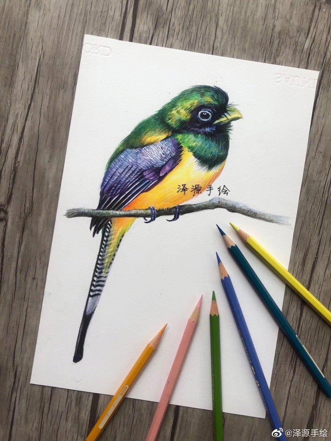 彩铅小鸟的画法步骤图片
