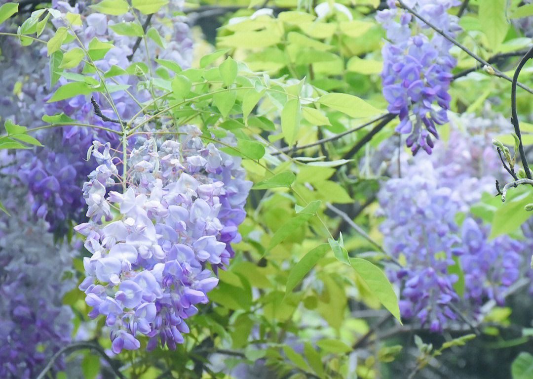 紫藤花花语象征图片