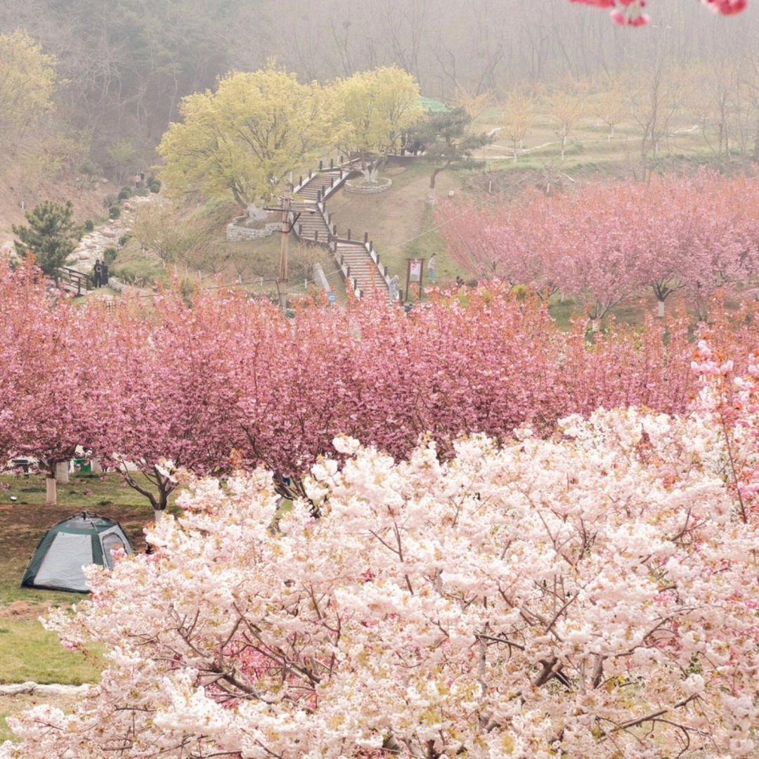大连旅顺的樱花季,在每年四月中下旬开始到五月初结束