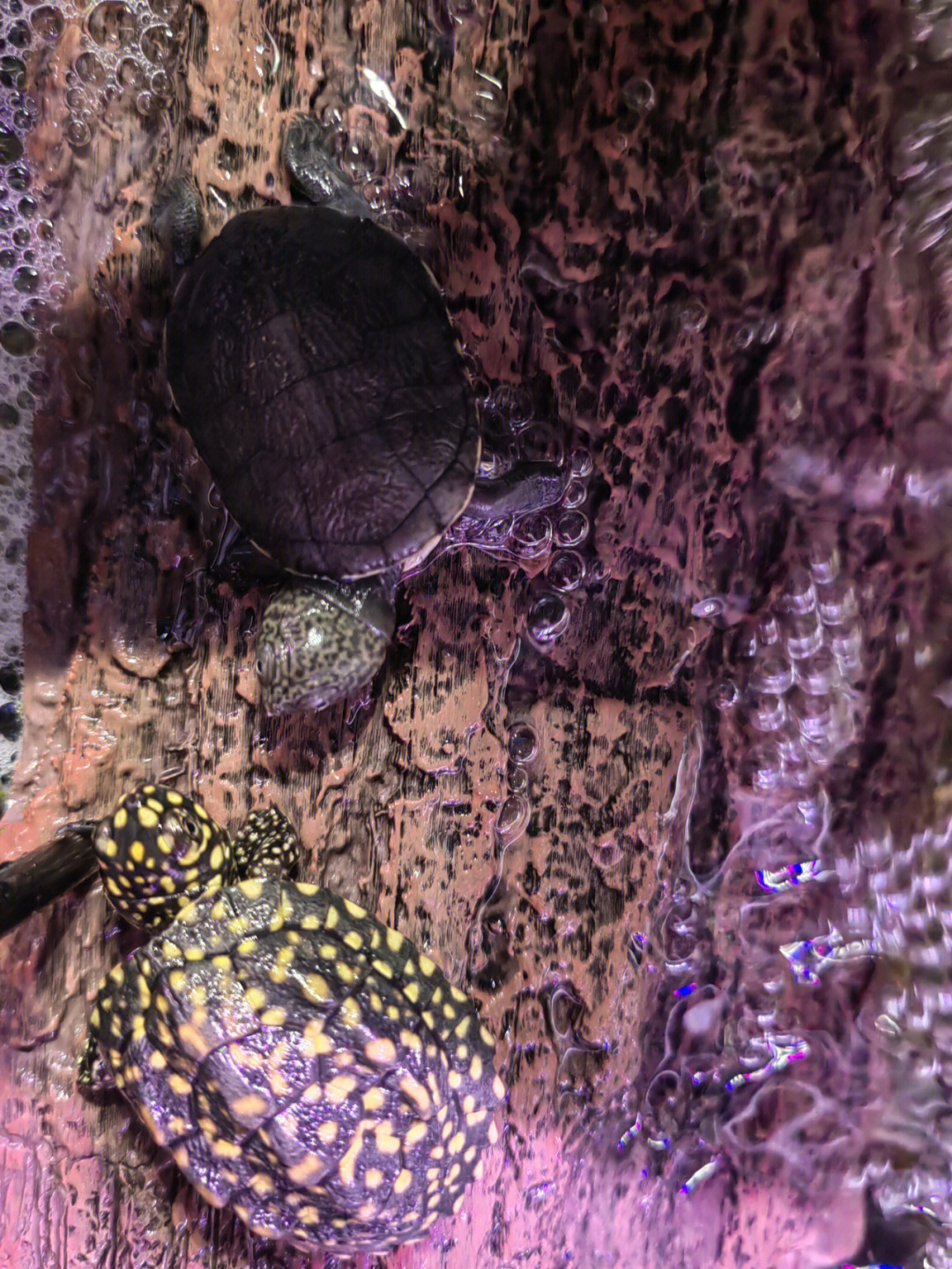 斑点池龟和西非侧颈龟龟龟会面