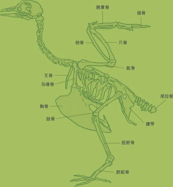 鸟类骨骼基本构造