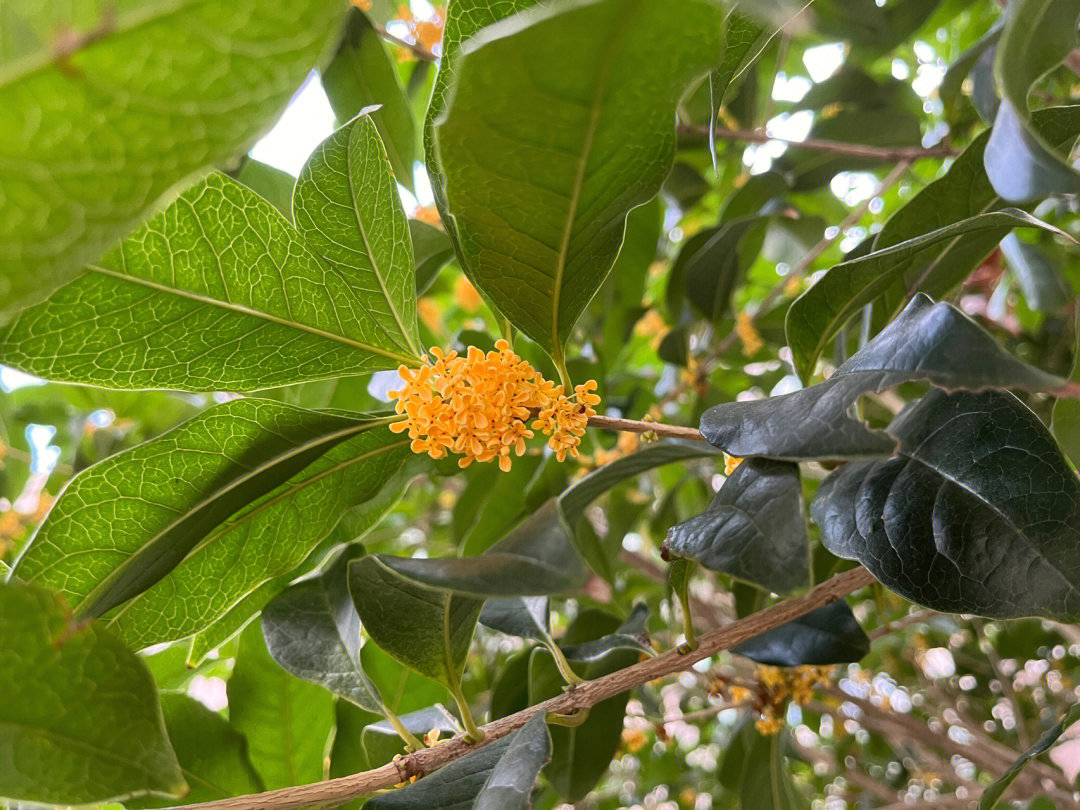 秋天最后一簇桂花