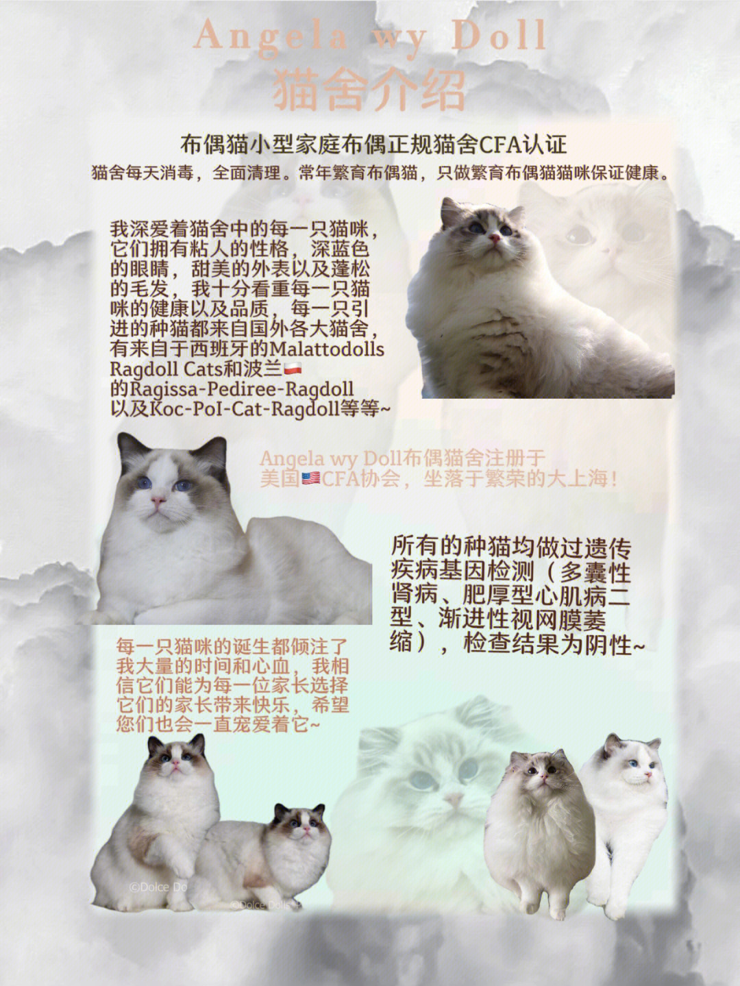 angelawydoll布偶猫舍介绍