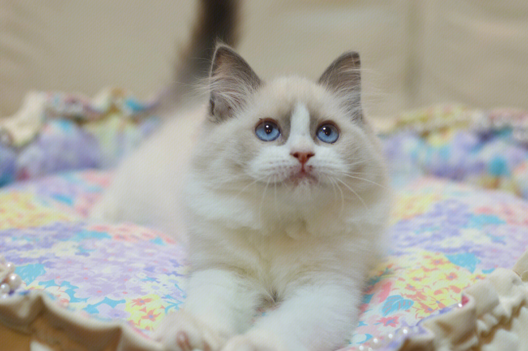 蓝双布偶猫图片 成年图片