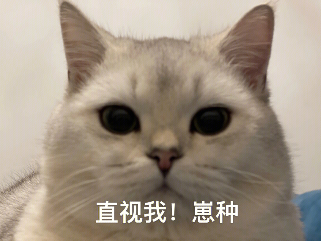 直视我崽种你们猫猫现在都吃什么猫粮