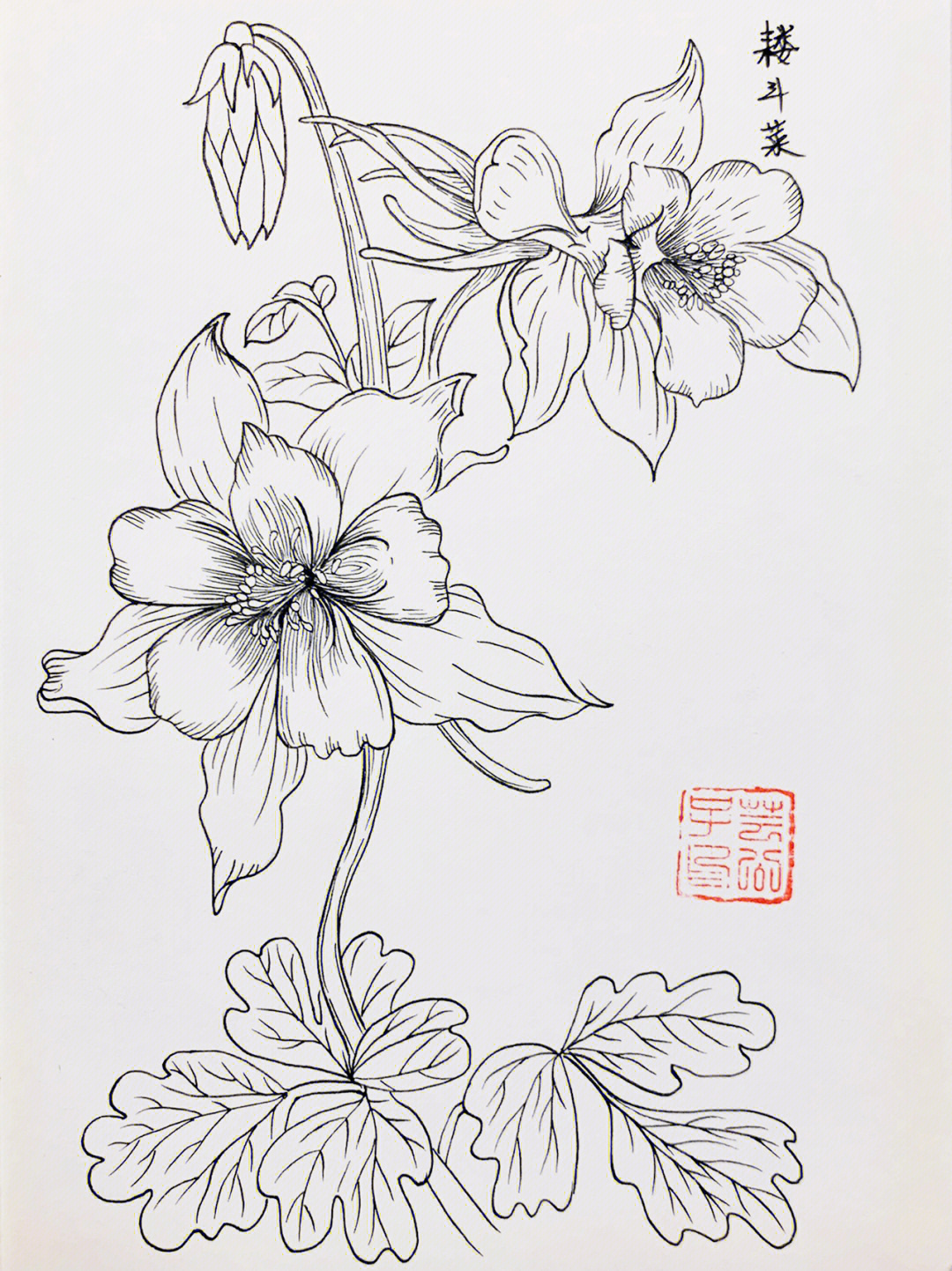 每日一画白描花卉针管笔手绘教程