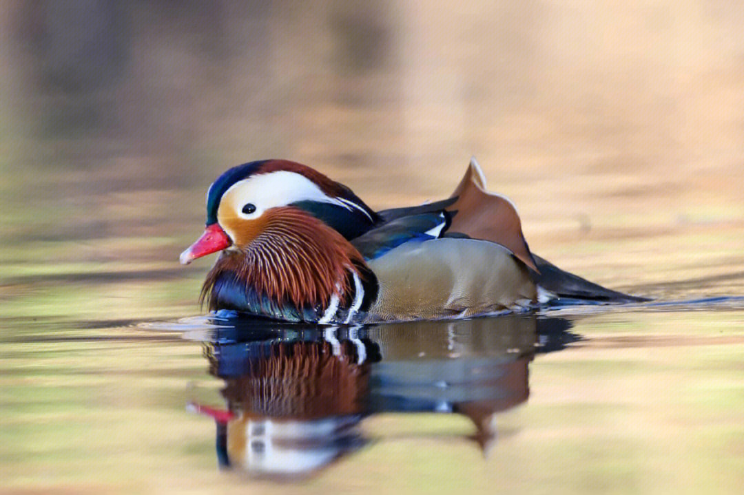 mandarin duck 鸳鸯