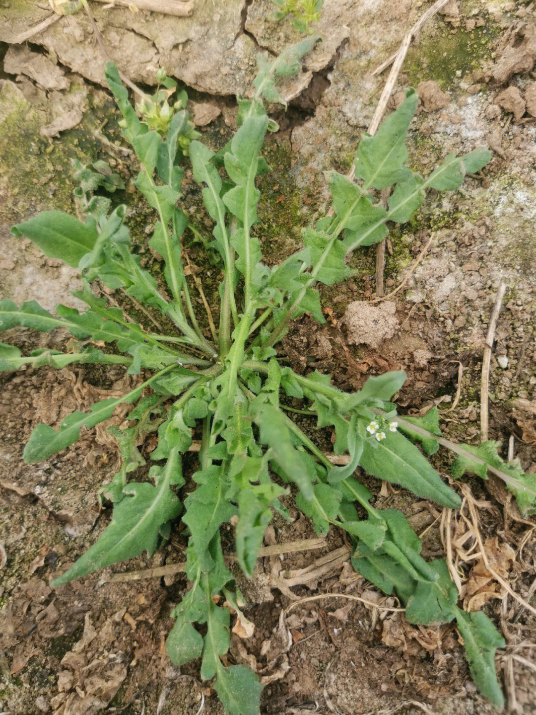 春天挖野菜