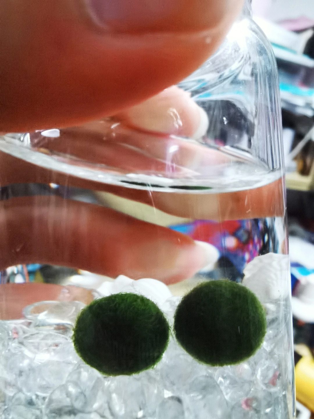 海藻球生长过程图片