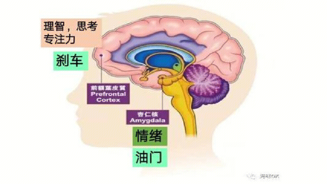 前额叶记得几年前听过一个讲座,特别介绍了前额叶