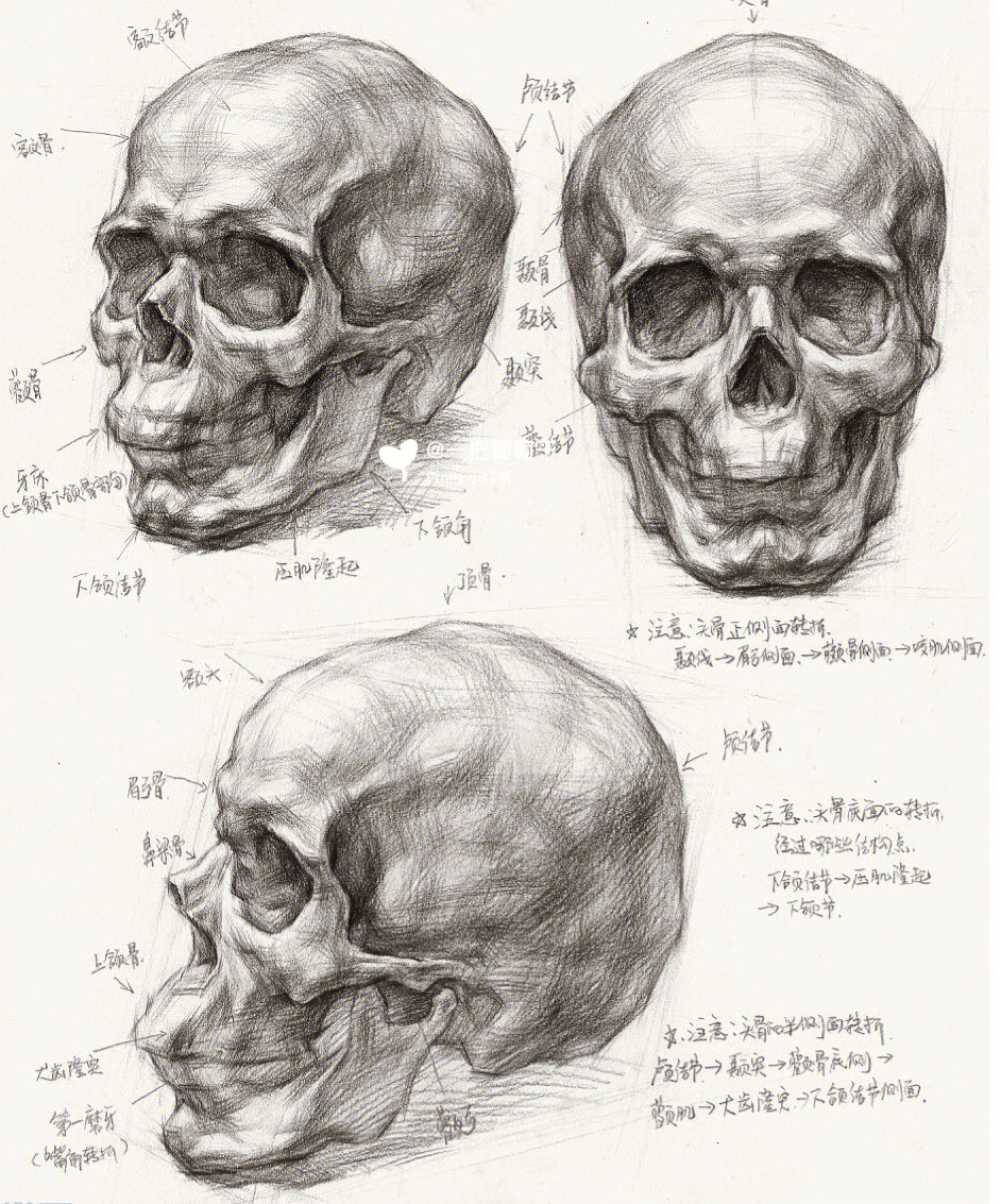 现在想起第一次画头骨的情形 还是头疼#素描 头骨 正侧面#头骨