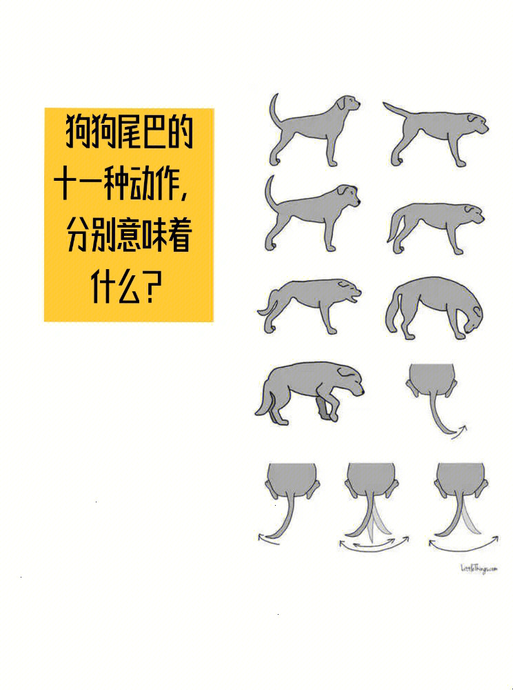 狗狗尾巴的11种动作,分别意味着什么?