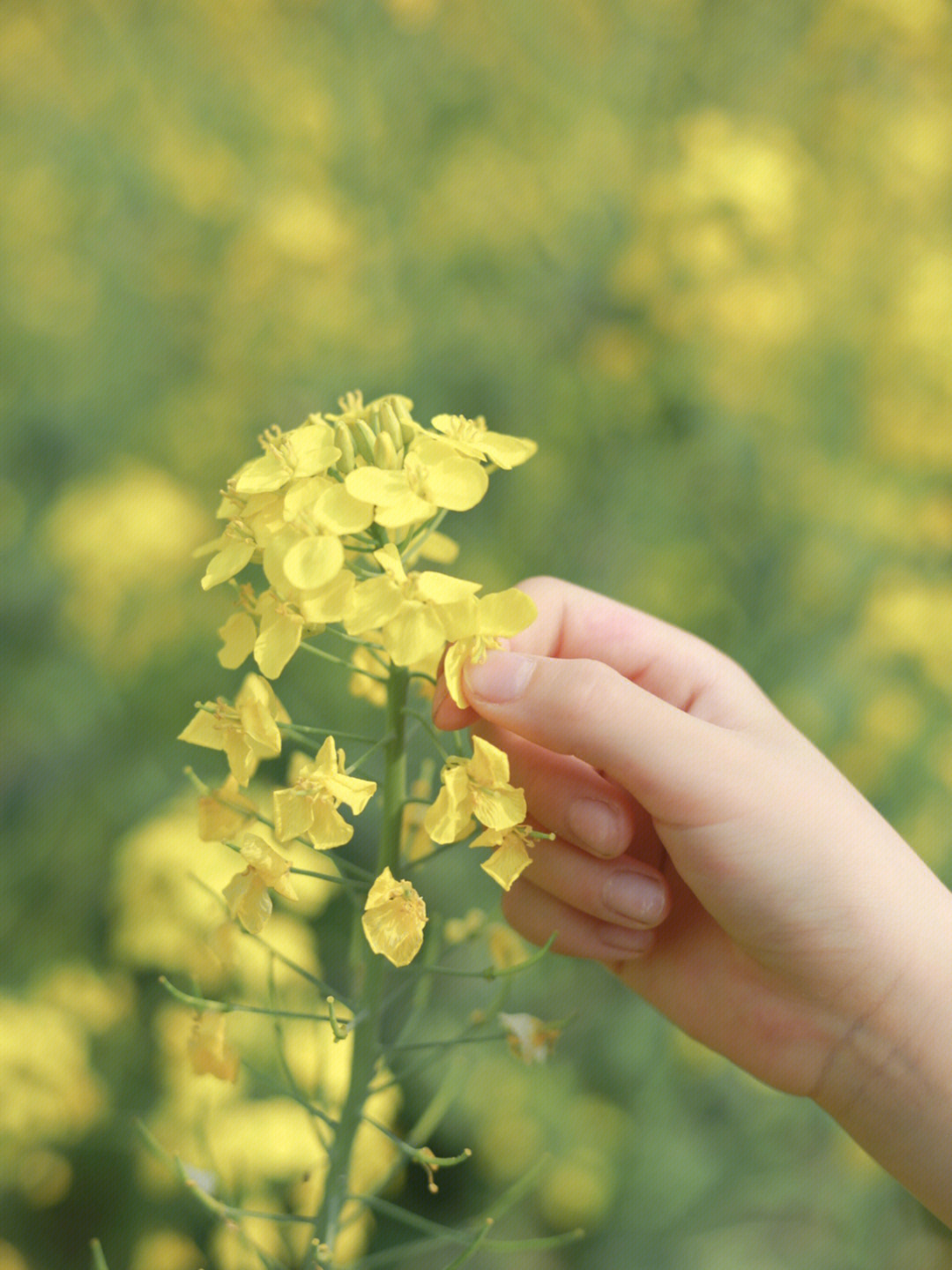 手握油菜花图片图片