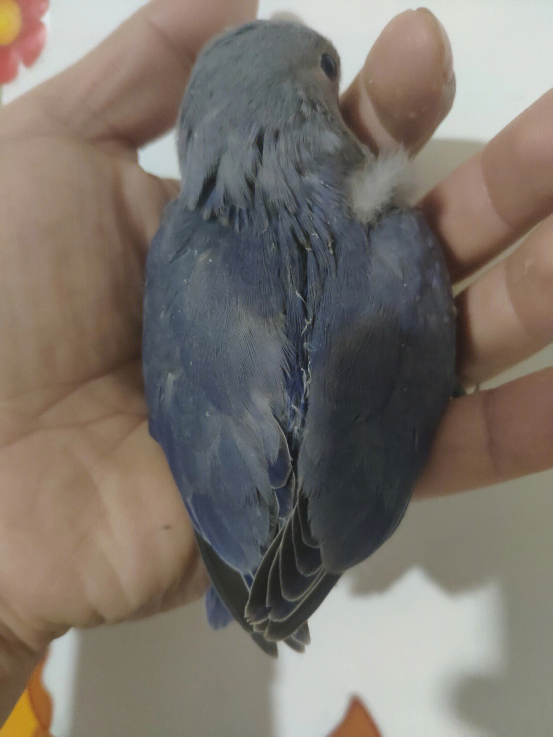 紫罗兰鹦鹉20天图片图片
