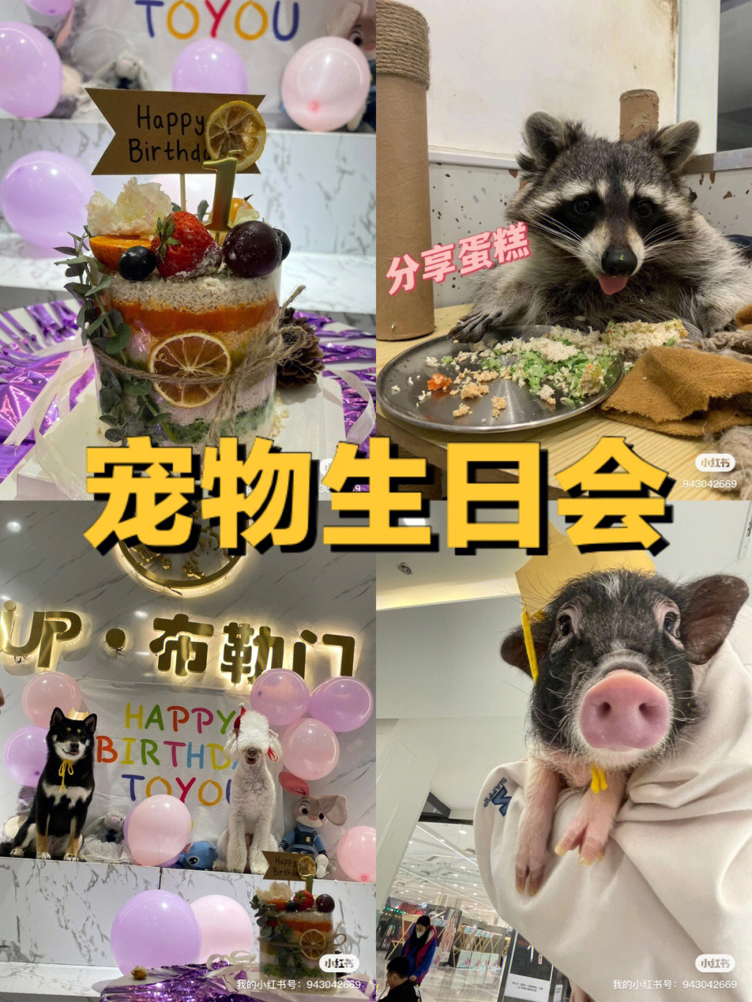 up布勒门宠物生日会