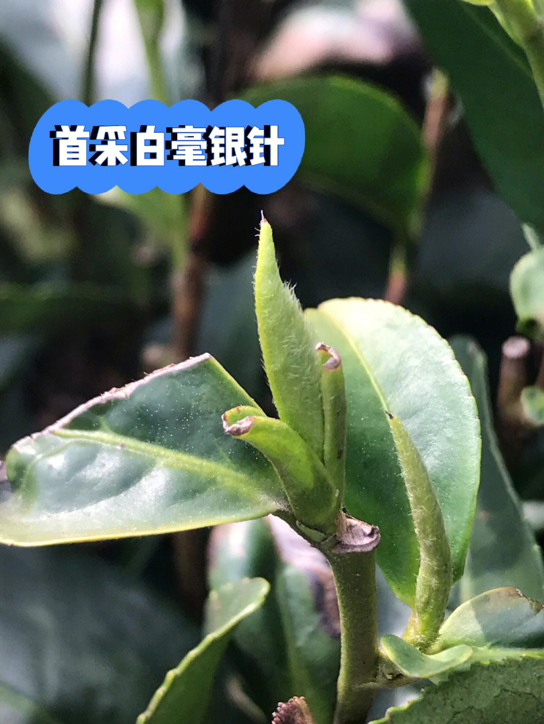 福鼎白茶白毫银针