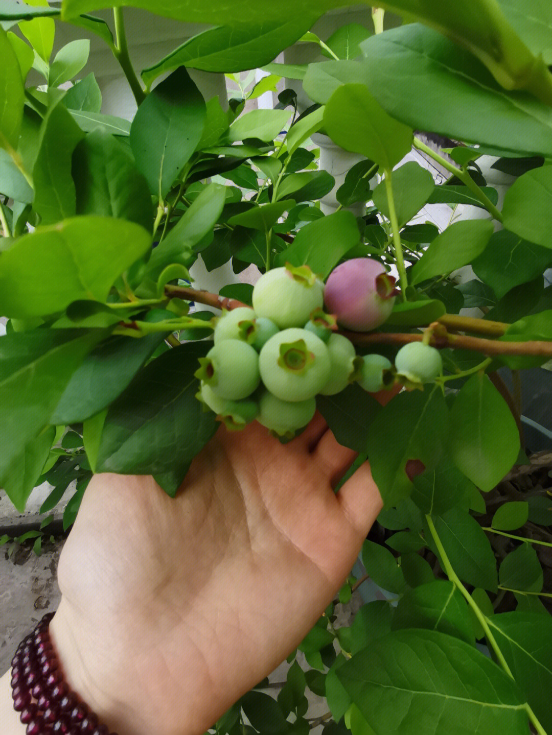 繁花落尽秘密花园简谱图片