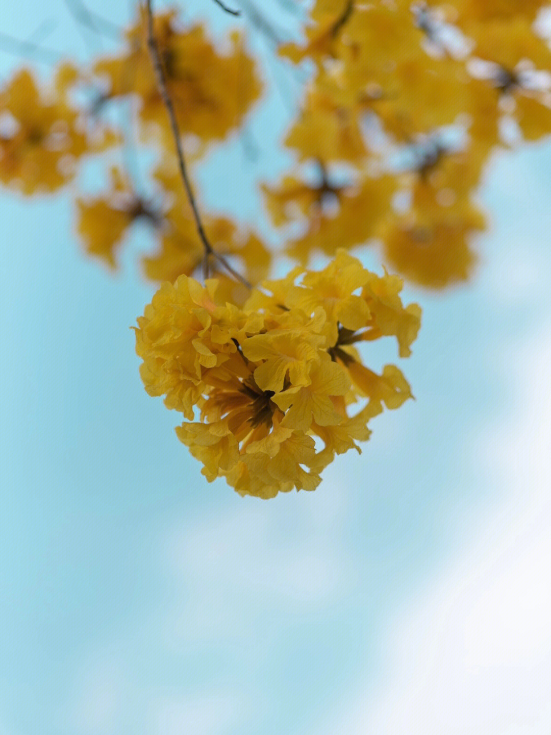 洲头咀公园风铃花图片