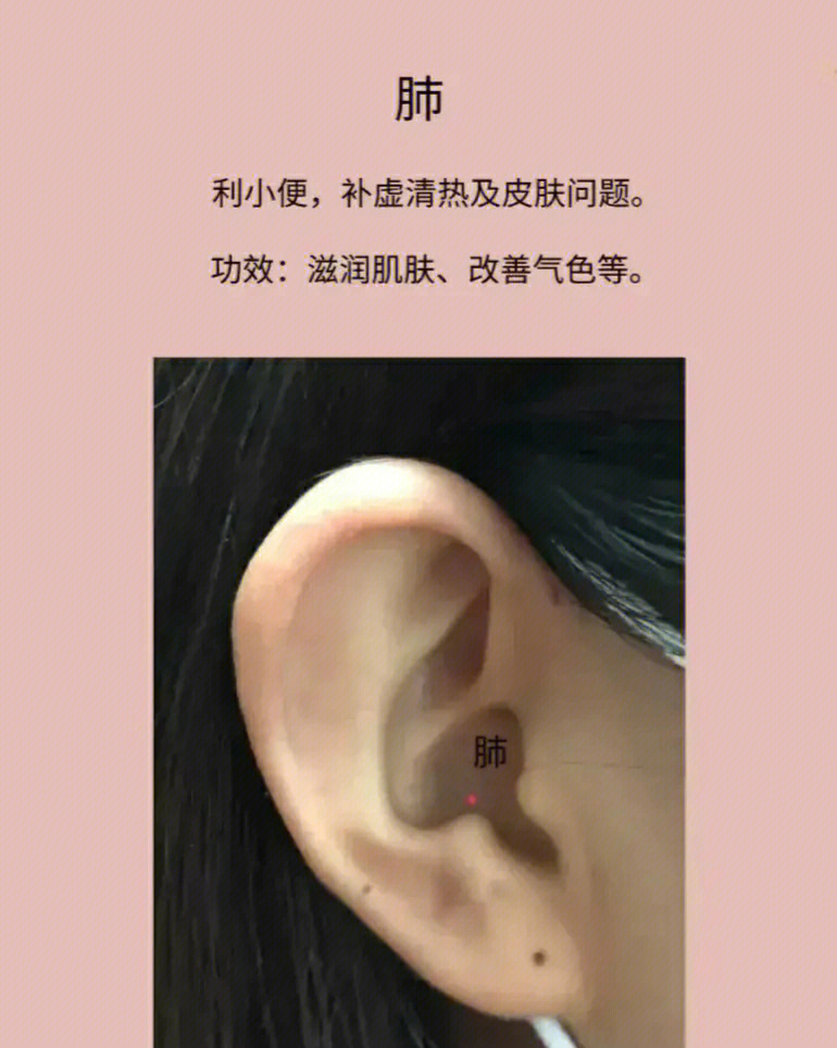 耳朵脾的准确位置图片图片
