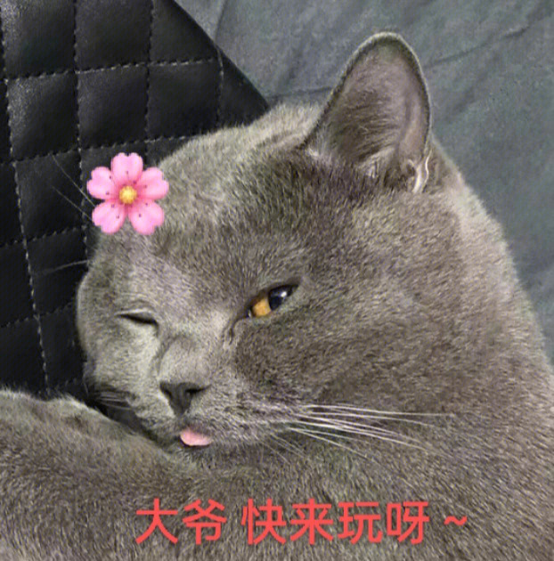 六腿蓝猫表情包图片