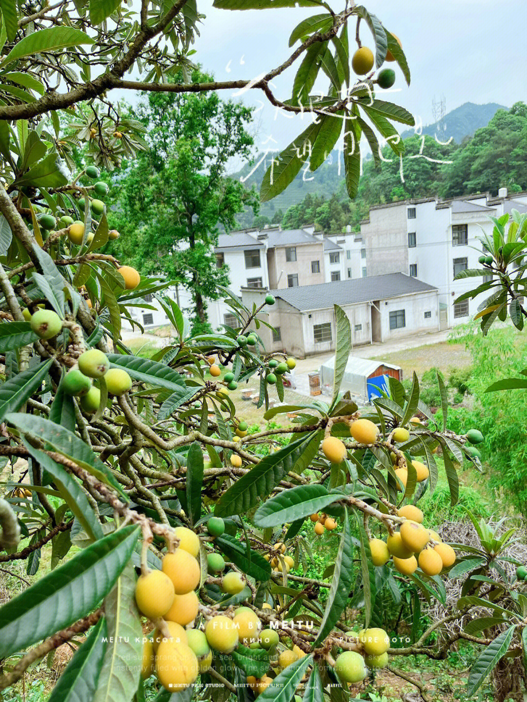 歙县枇杷