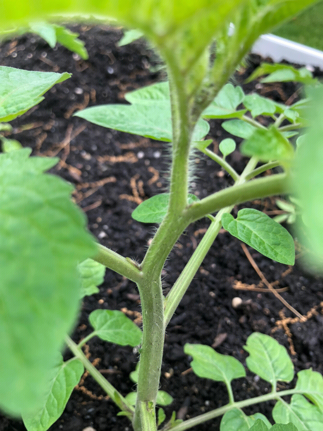 番茄茎长黑头