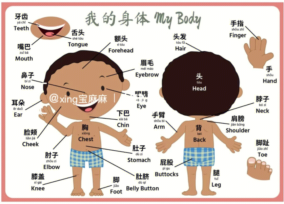 人体构造英语示意图图片