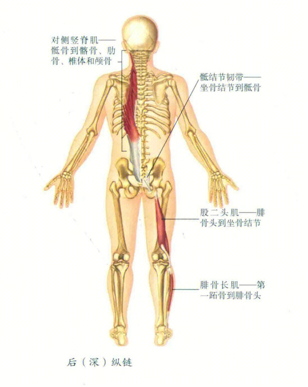 骶髂关节稳定性· 骶骨旋前与旋后运动· 力锁定韧带· 力偶· 疼痛