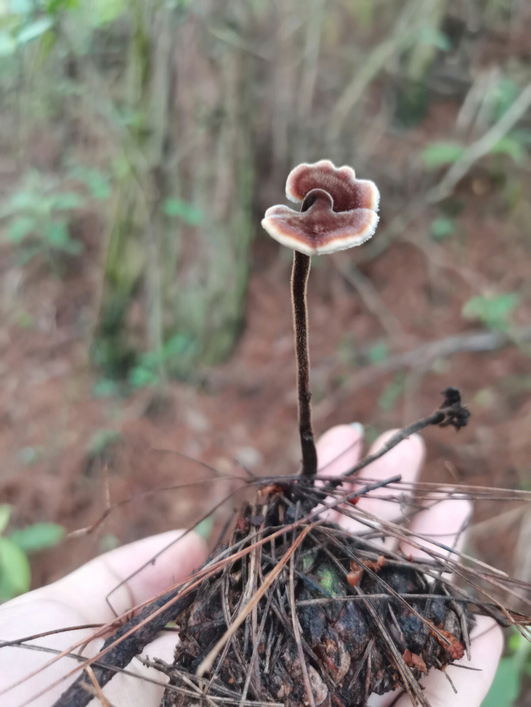 红伞伞白杆杆奥特曼版图片